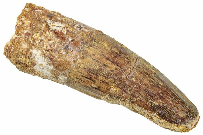 Fossil Spinosaurus Tooth - Real Dinosaur Tooth #322300